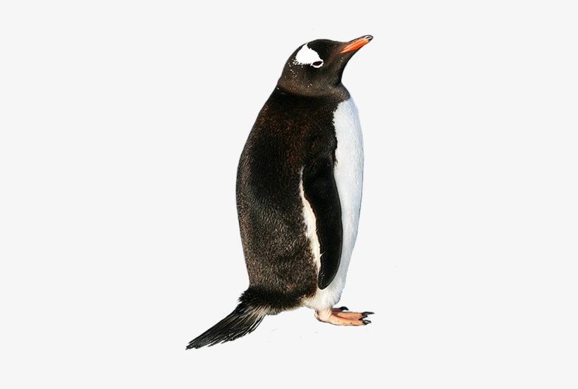 Penguin Png - Gentoo Penguin Shower Curtain, transparent png #2009559