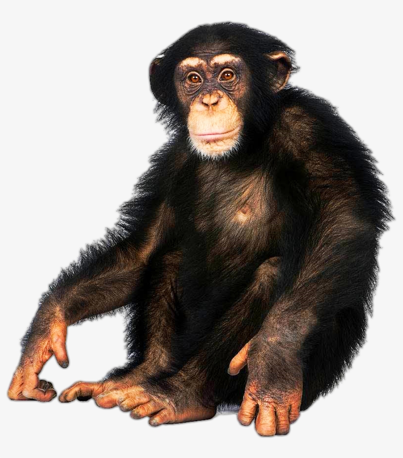 Chimpanzee - Monkey On White Background, transparent png #2011363