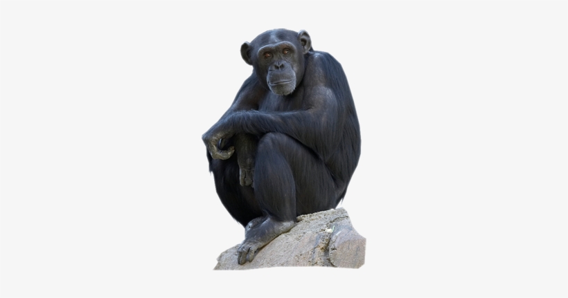 Chimpanzee - Chimpanzé Png, transparent png #2011427