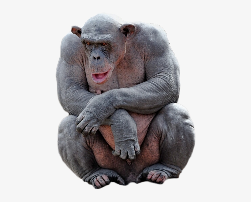 Http - //i - Imgur - Com/ky0byhu - Hairless Chimp, transparent png #2011520