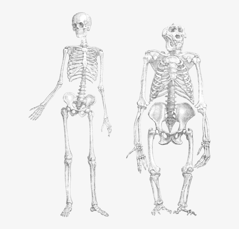 From Wikipedia, The Free Encyclopedia - Human And Ape Skeletons, transparent png #2012441