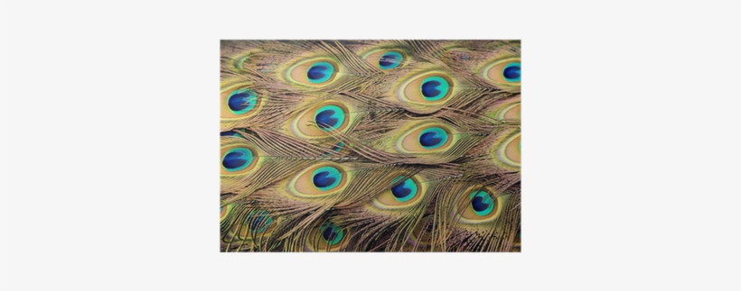 Peacock Feathers, transparent png #2012827