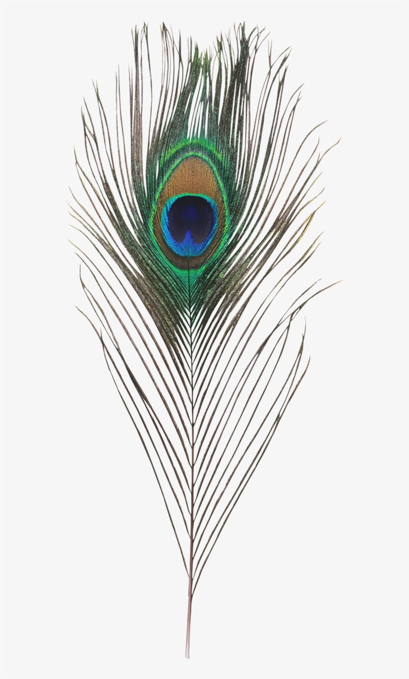 Single Peacock Feathers Png Hd - Generous Man: How Helping Others, transparent png #2012924