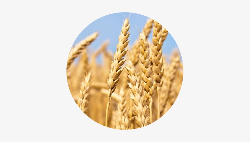 Trigo - Materias Primas De Panama, transparent png #2013705