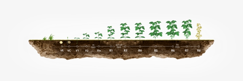 *estas Informaciones Son Referenciales, Antes De Utilizar - Estadios Del Cultivo De Soja, transparent png #2013966