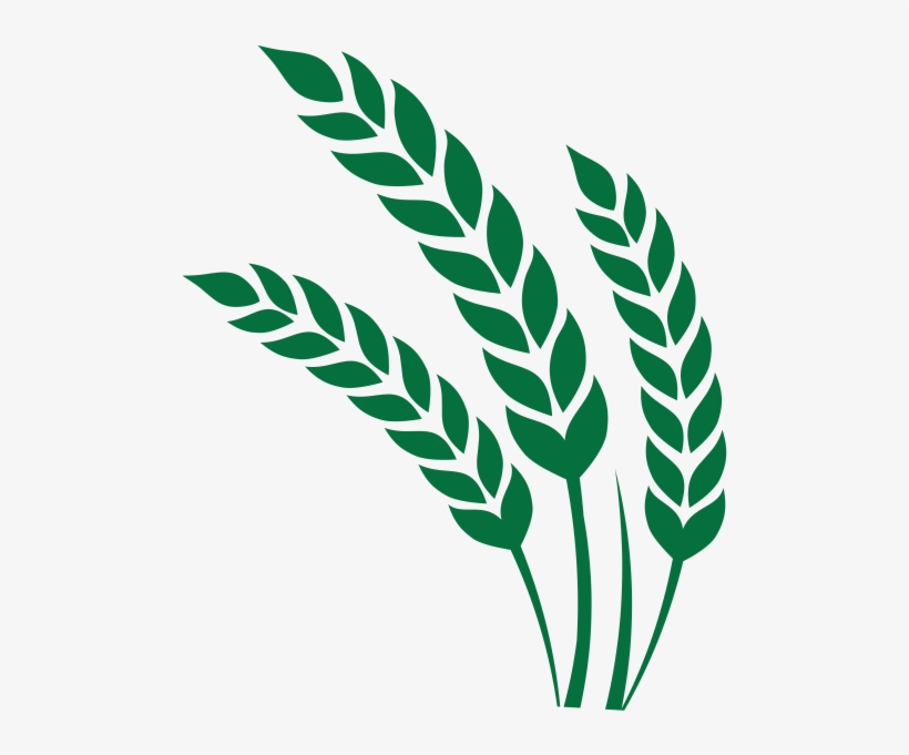 Trigo, transparent png #2014203