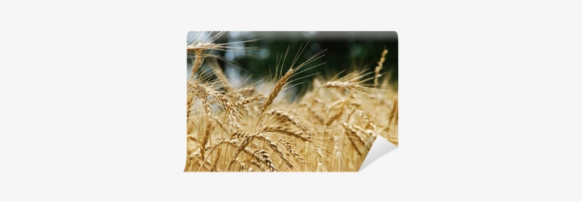 Wheat, transparent png #2014407