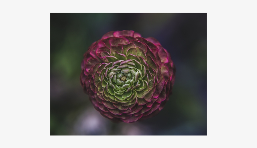 Or You Might Wind Up With Onions Flower Delivery Bloom - Suenos De Color - Rod V - Download, transparent png #2016837