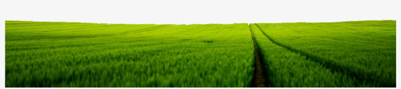 Play - Green Field, transparent png #2017923