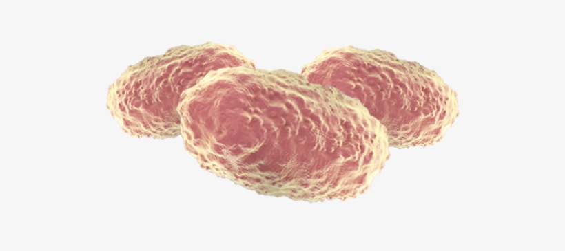 Benefits - Bordetella, transparent png #2020771