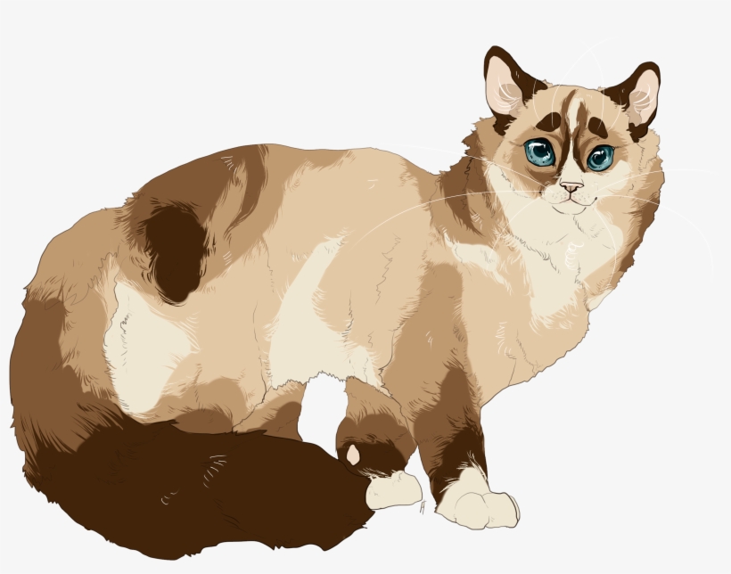 Pdufgle - Siamese, transparent png #2021014