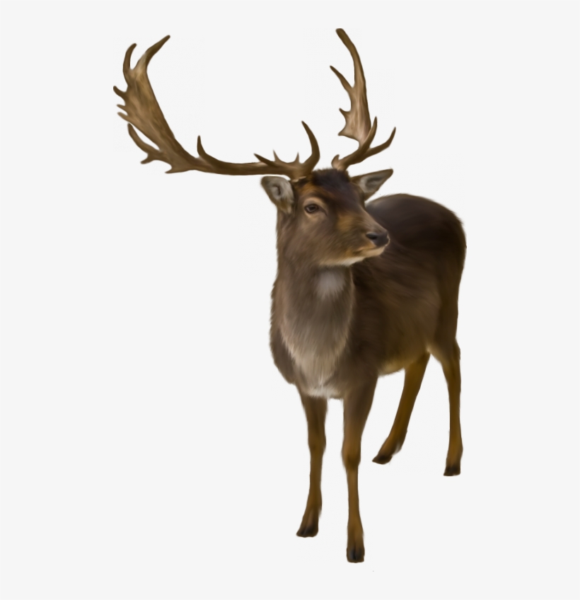 Pin By Alexandra Raluca On Copacioi - Reindeer Christmas Card, transparent png #2021291