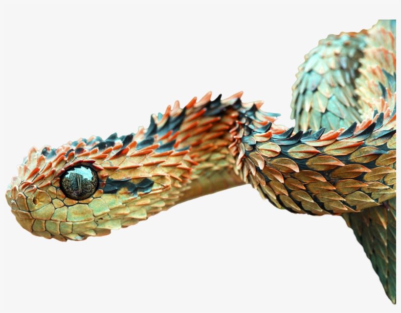 Animalbush Viper - Rarest Animals In The World 2018 - Free Transparent PNG Download - PNGkey Animalbush Viper - Rarest Animals In The World 2018 - Free Transparent PNG Download - PNGkey