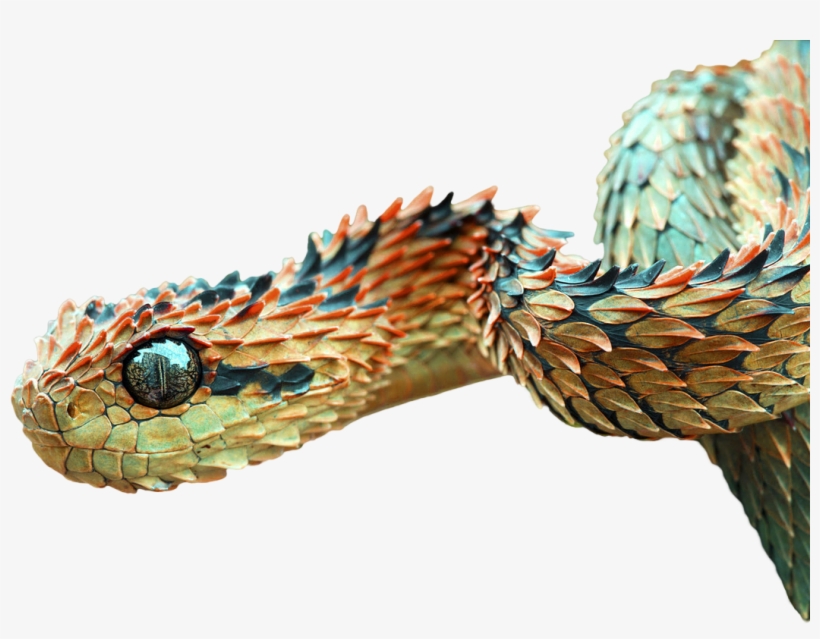 Animalbush Viper - Rarest Animals In The World 2018, transparent png #2022005