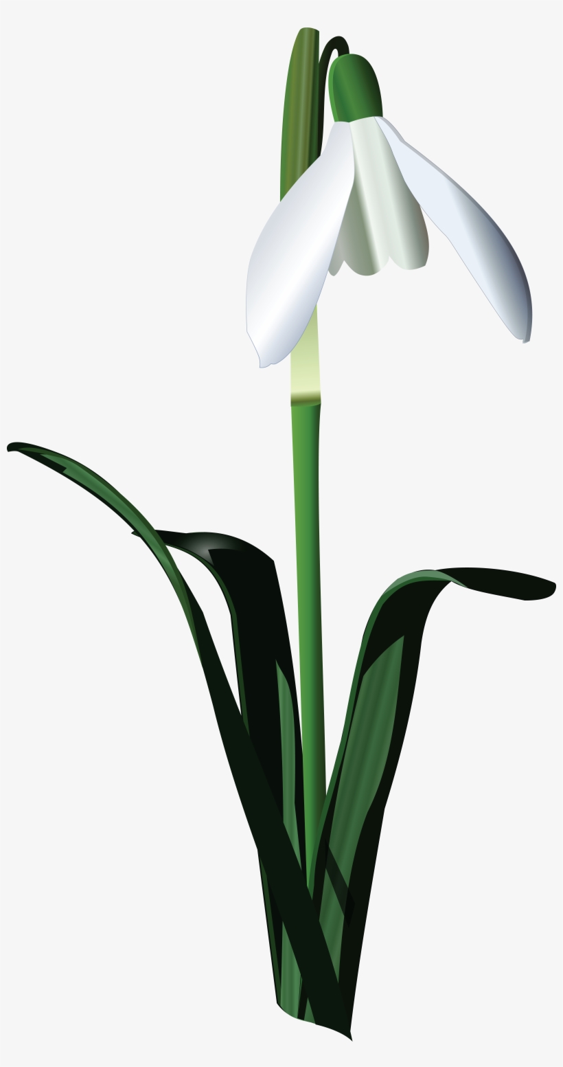 Snowbell Flower Art Vector - Free Transparent PNG Download - PNGkey