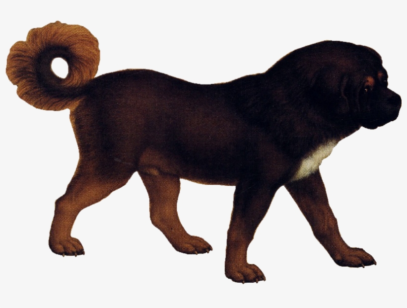 Tibetan Mastiff - Dog Png No Background, transparent png #2024558