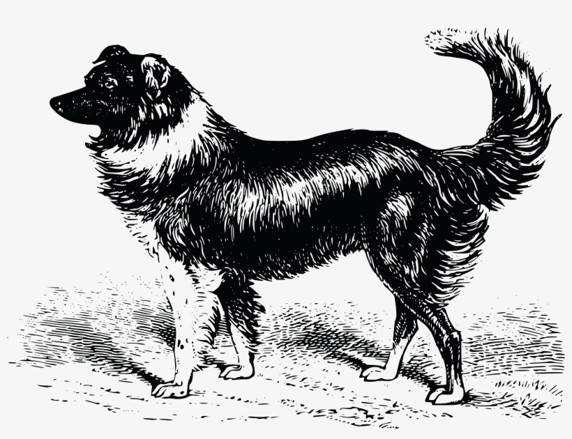 , , - Shepherd Dog, transparent png #2025094