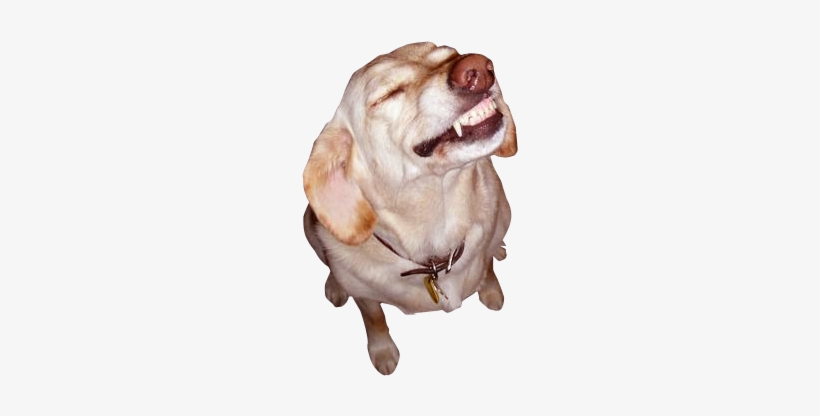 Love Is In The Air Dog, transparent png #2025265