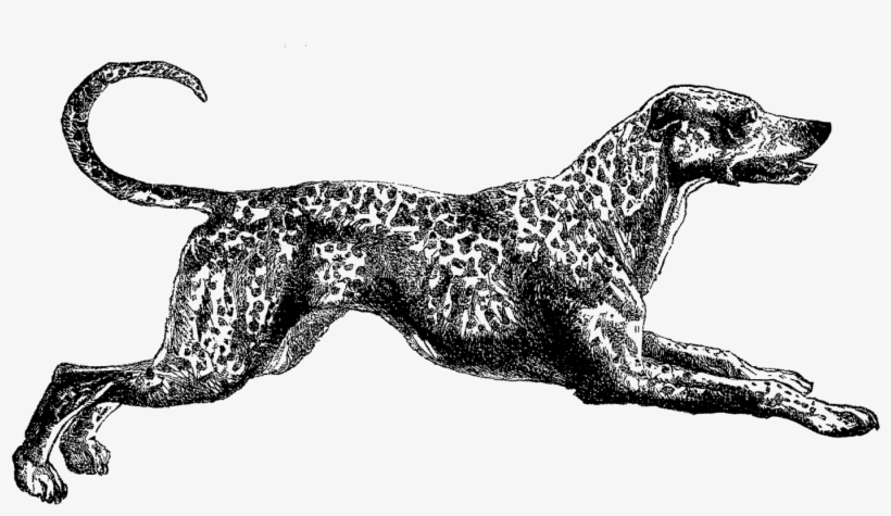 Dog Dalmatian Image - Clip Art, transparent png #2025409