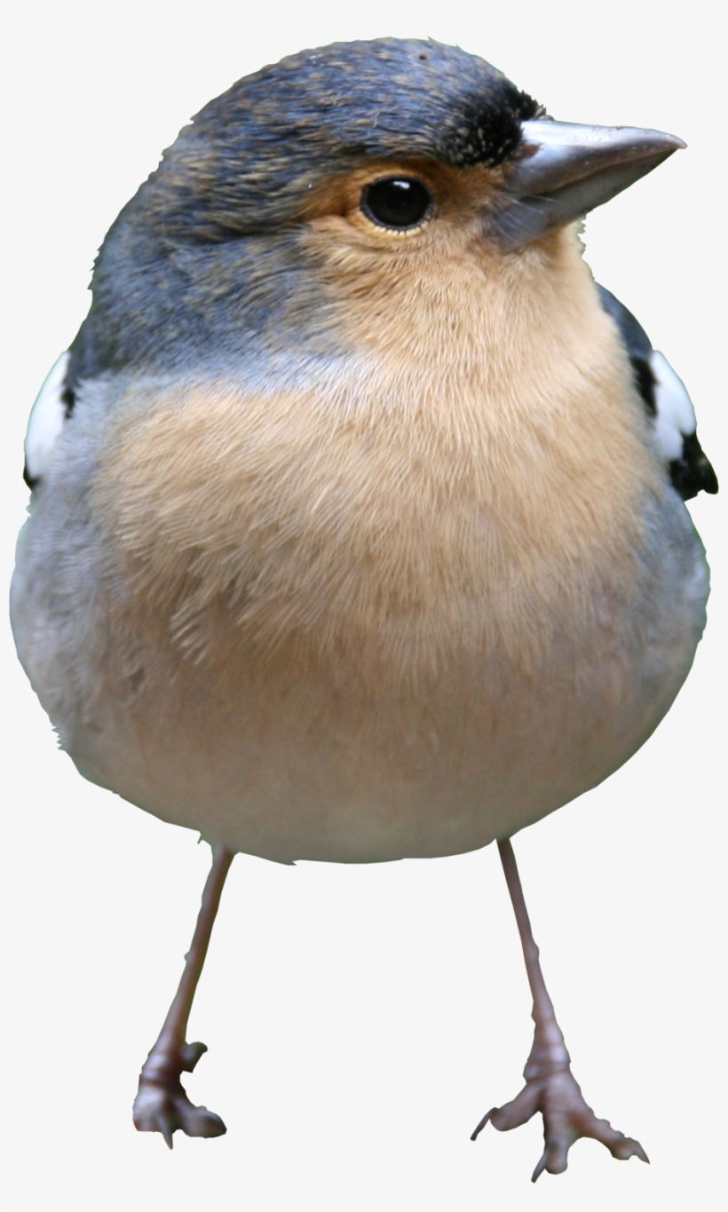Bird Png Texture - High Quality Bird Png, transparent png #2026549
