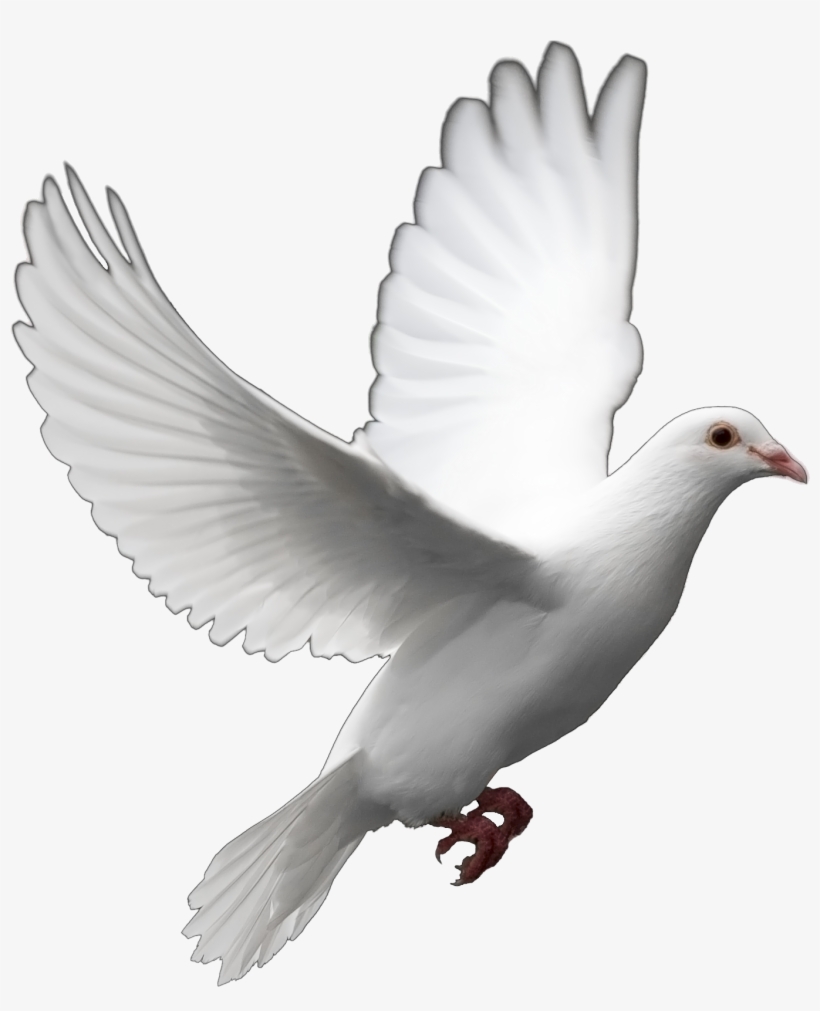 Dove With White Background, transparent png #2027026