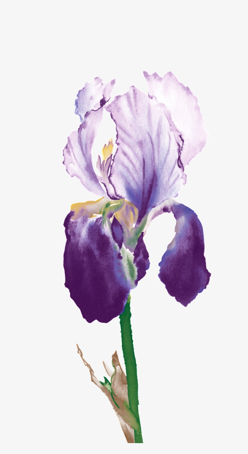 Simple Purple Flower Ornamental Element - Watercolor Painting, transparent png #2027244