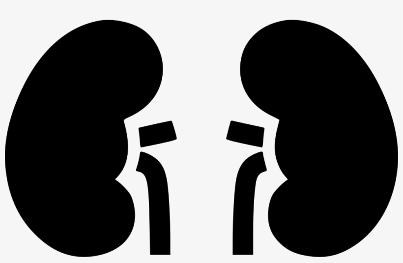 Kidneys Comments - Nephrology Vector, transparent png #2027886