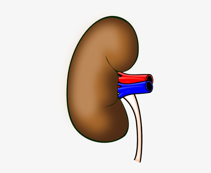 How To Set Use Human Kidney Clipart, transparent png #2027983