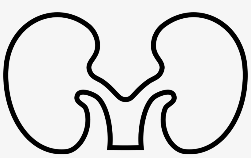Font Kidney Comments - Kidney Png Icon White, transparent png #2028117
