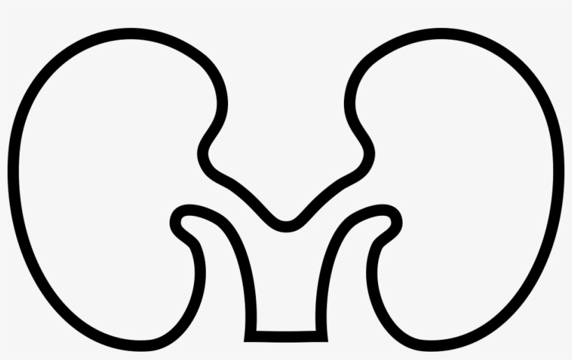 Font Kidney Comments - Kidney Png Icon White, transparent png #2028117