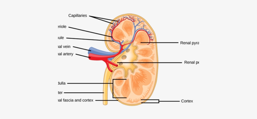 Interior Exterior Portion Of Kidney - Organ System Of An Arctic Fox, transparent png #2028137