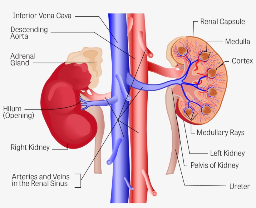 Illustration Of The Kidneys, With The Following Components - Kidney, transparent png #2028263