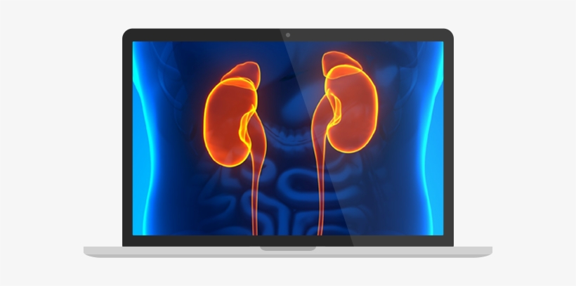 Macbook - Kidney, transparent png #2028400