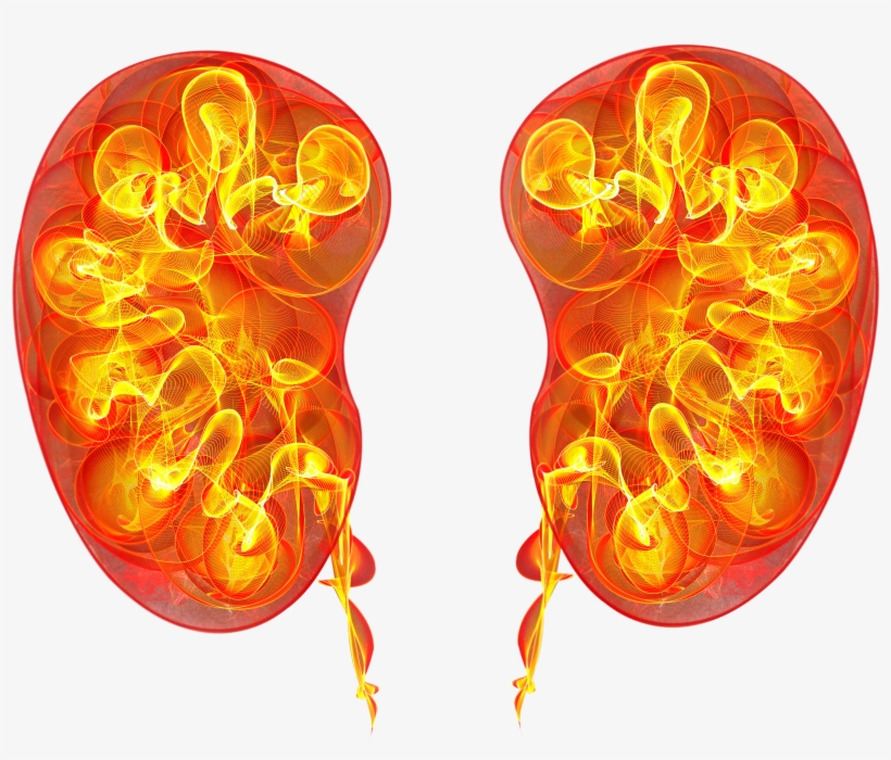 Kidney, transparent png #2028428