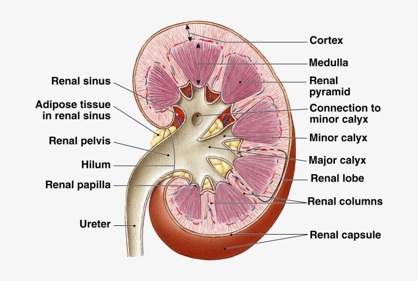 Image Showing Microscopic Structure Of Human Kidney, transparent png #2028463
