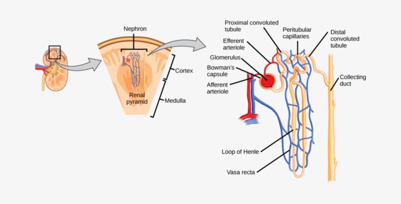 Diagram Of A Nephron - Kidney Nephron Structure, transparent png #2028513