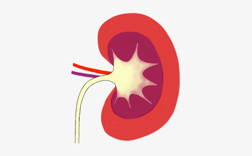 Kidney - Circle, transparent png #2028537