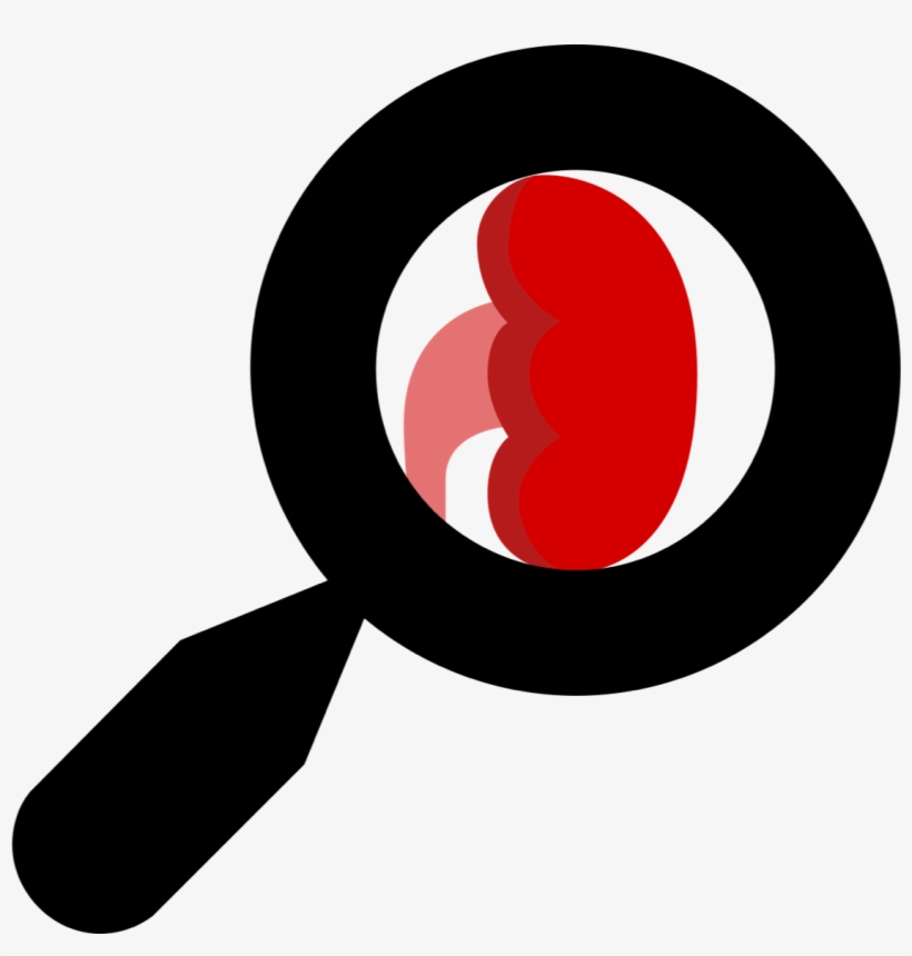 Each Kidney Contains A Bunch Of Discrete Units Or Nephrons - Clip Art, transparent png #2028621