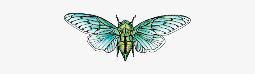 Nipittaty Logo Color Alone - Nippitaty Distillery, transparent png #2030024