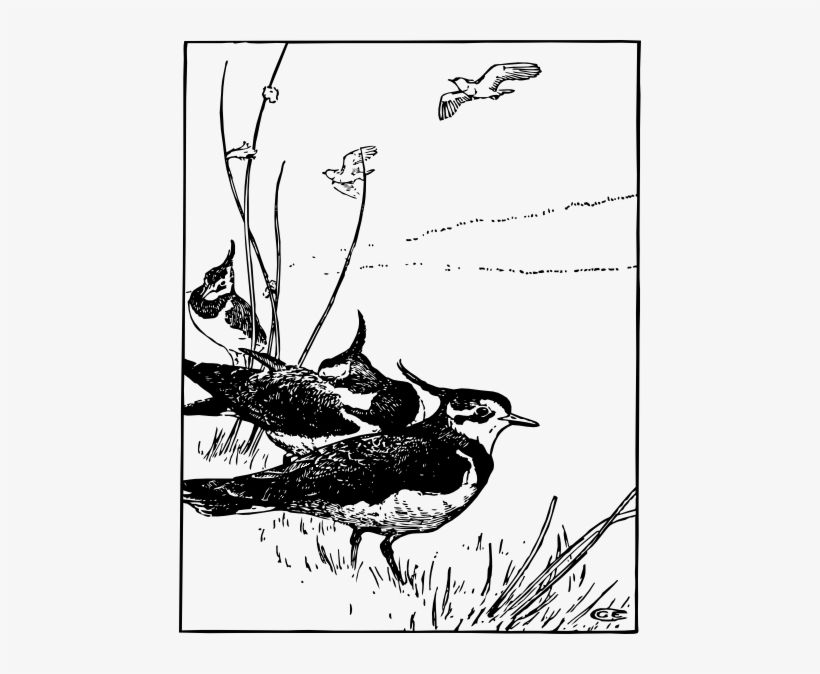 Pewit Clip Art Free Vector - Kleurplaat Kievit, transparent png #2030175