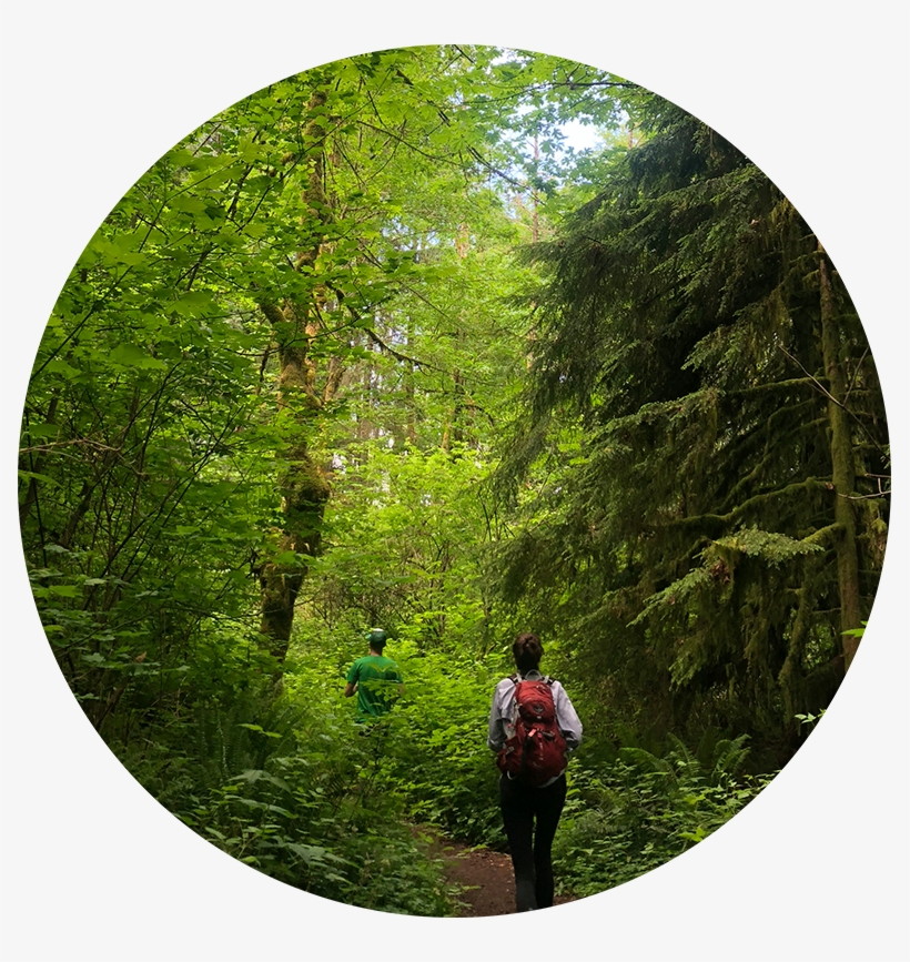 Forrest - Portable Network Graphics, transparent png #2030594