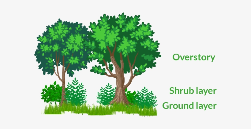 Forrest Image - Arboles Y Arbustos Dibujos, transparent png #2031095