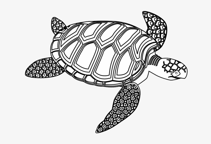 Sea Turtle Clipart Black And White - Green Sea Turtle Black And White, transparent png #2032405