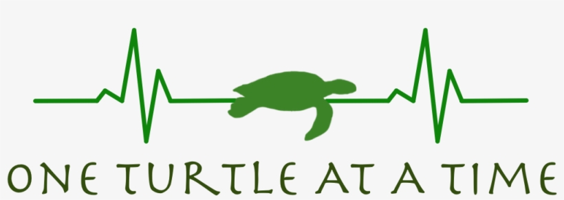 Green Sea Turtle, transparent png #2032469