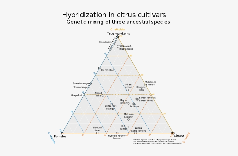 Citrus Fruits Clustered By Genetic Similarity Of Partial - Diagram, transparent png #2033816