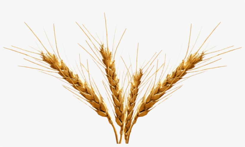 Free Png Barley Image Png Images Transparent - Barley Png, transparent png #2033916