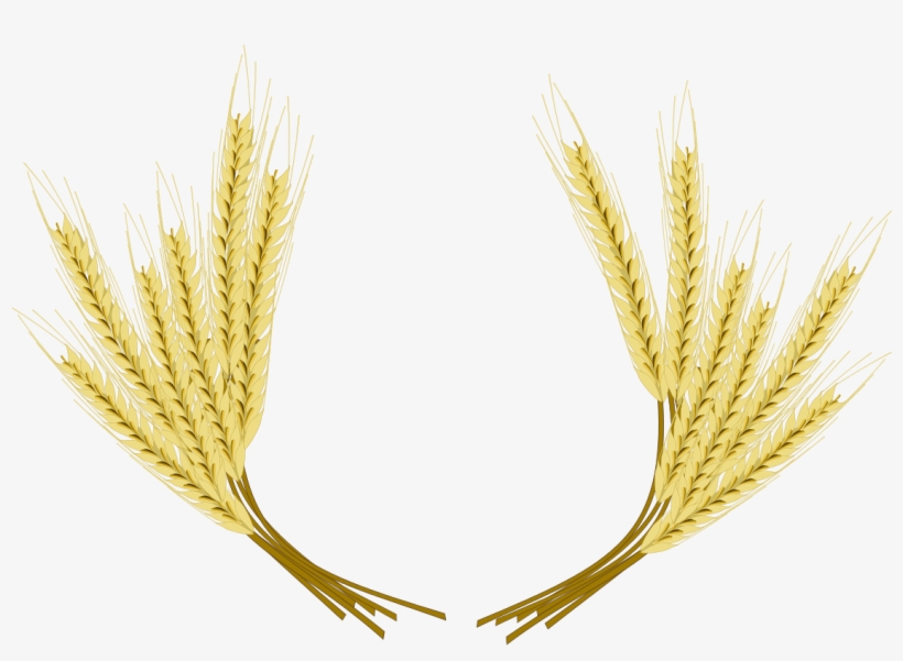 Wheat Transparent Barley - Barley, transparent png #2033939