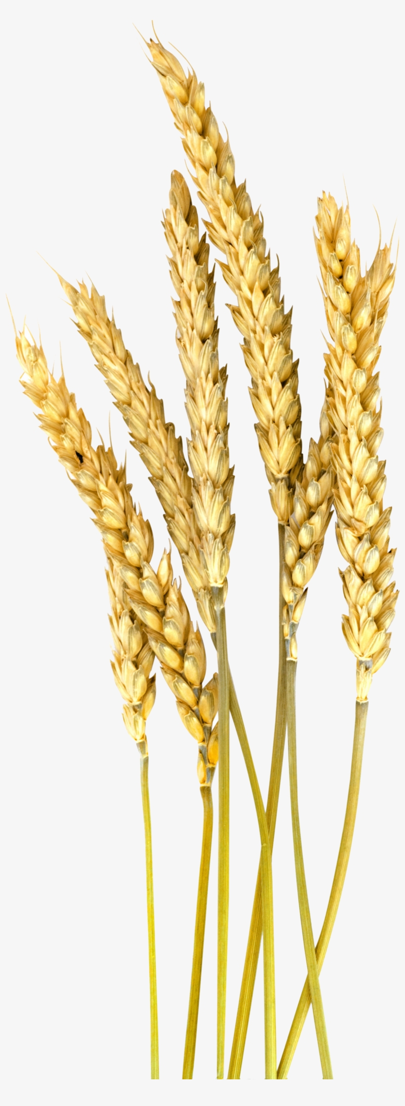 Vector Stock Barley Vector Wheat - Png Barley, transparent png #2033965