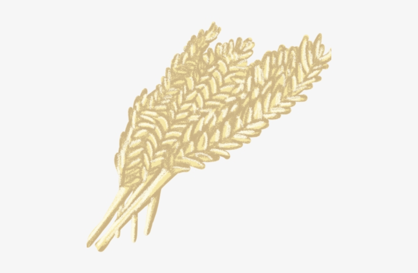 File - Barley - Wiki, transparent png #2034117