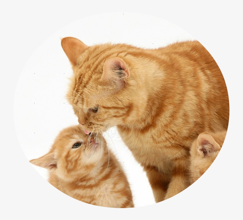 13064 Ginger Cat And Kittens White Background - Hayvanlarda Yavru Bakımı, transparent png #2034319